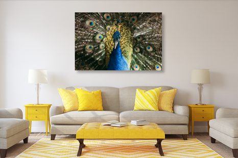 OBRAZ PAW W PEŁNEJ OKAZAŁOŚCI - OBRAZY ZWIERZĄT - OBRAZY