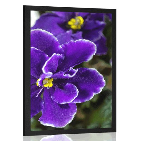 POSTER VIOLET - FLOWERS - POSTERS
