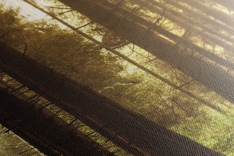 WANDBILD IN SONNENLICHT GETAUCHTER WALD - BILDER VON NATUR UND LANDSCHAFT - BILDER