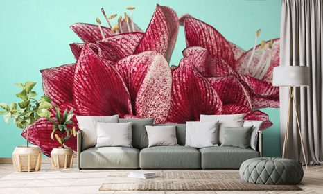 SAMOLEPÍCÍ FOTATAPETA EXOTICKÝ AMARYLIS NA TYRKYSOVÉM POZADÍ - SAMOLEPÍCÍ TAPETY - TAPETY