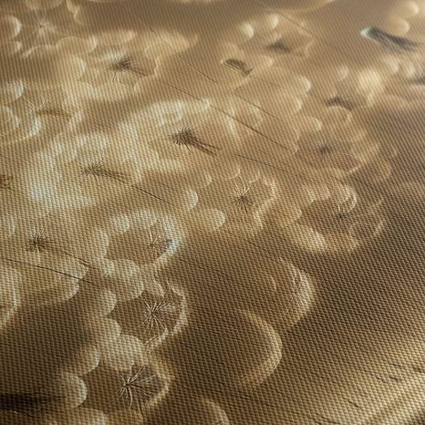 OBRAZ POLETUJÍCÍ CHMÝŘÍ PAMPELIŠEK - OBRAZY PAMPELIŠKA - OBRAZY