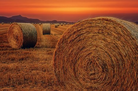 WANDBILD HEUBALLEN - BILDER VON NATUR UND LANDSCHAFT - BILDER