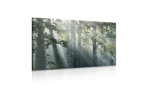 SLIKA SONČNI ŽARKI V MEGLENEM GOZDU - SLIKE NARAVE IN POKRAJINE - SLIKE