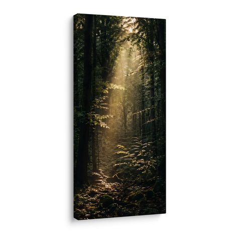 OBRAZ TICHÝ LES V RANNÍM SVITU - PICTURES FOREST - PICTURES