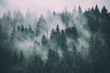 SELF ADHESIVE WALL MURAL FOREST IN THE FOG - WALLPAPERS - 🔥 TOTAL SALE 🔥