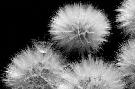 WALL MURAL BLACK AND WHITE DANDELION - BLACK AND WHITE WALLPAPERS - WALLPAPERS