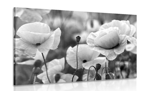 CANVAS PRINT FIELD OF WILD POPPIES IN BLACK AND WHITE - BLACK AND WHITE PICTURES - PICTURES