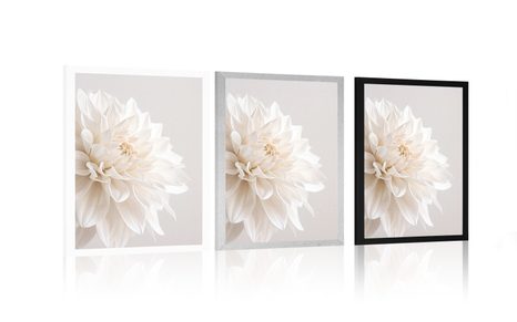 POSTER WEISSE BLÜTENBLÄTTER - BLUMEN - POSTER