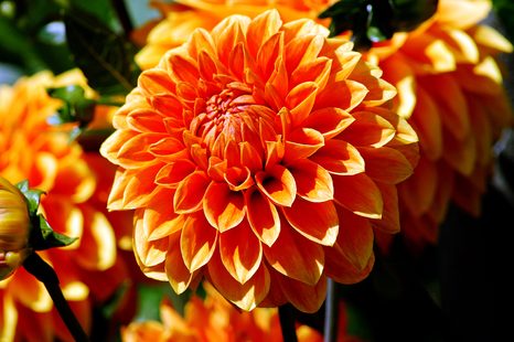 SAMOLEPÍCÍ FOTOTAPETA ORANŽOVÁ DÁLÍ - SAMOLEPÍCÍ TAPETY - TAPETY