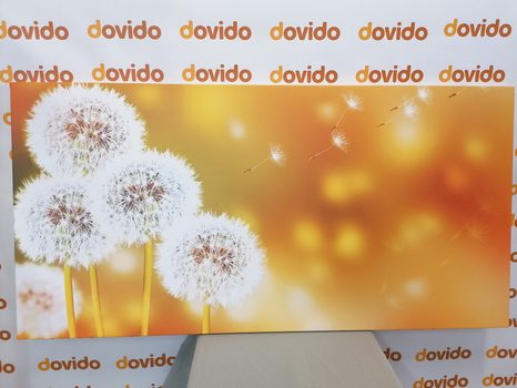 OBRAZ NADÝCHANÁ PAMPELIŠKA - OBRAZY KVĚTŮ - OBRAZY