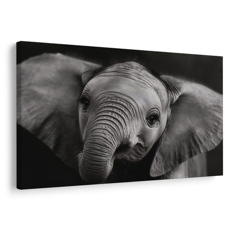 OBRAZ SLONÍ MLÁDĚ V DETAILU - OBRAZY SLONI - OBRAZY