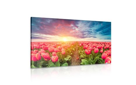 WANDBILD SONNENAUFGANG ÜBER DER WIESE MIT TULPEN - BILDER BLUMEN - BILDER