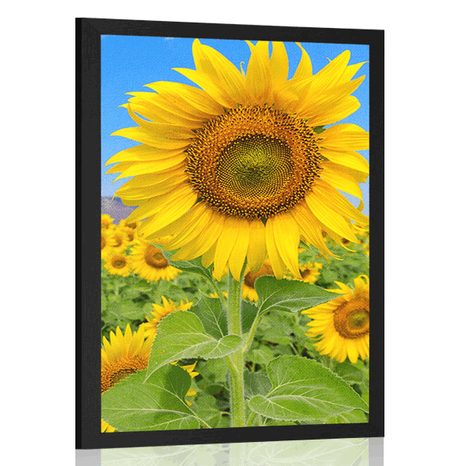 POSTER SUNFLOWER FIELD - FLOWERS - POSTERS