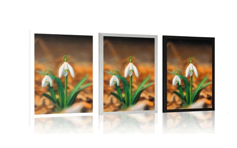 POSTER SCHNEEGLÖCKCHEN IM FRÜHLING - BLUMEN - POSTER