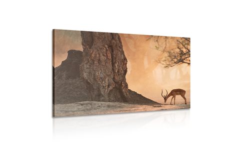 OBRAZ AFRICKÁ ANTILOPA - OBRAZY ZVIERAT - OBRAZY