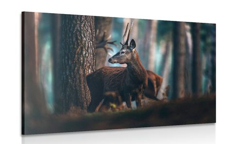 CANVAS PRINT DEER IN A PINE FOREST
