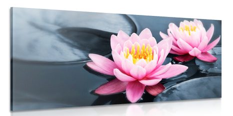 CANVAS PRINT LOTUS FLOWER IN A LAKE