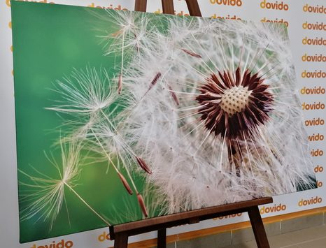 КАРТИНА НА ПЛАТНО – СЕМЕНА НА ГЛУХАРЧЕ - КАРТИНИ С ЦВЕТЯ - КАРТИНИ