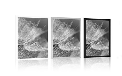 PLAKAT CRNO-BIJELI MAKRO MASLAČAK U POZADINI - CRNO-BIJELE - PLAKATI