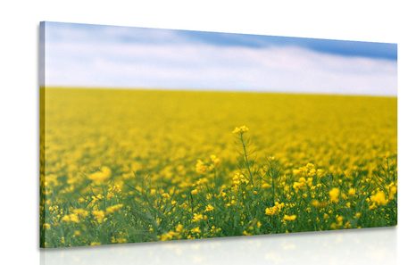 CANVAS PRINT YELLOW FIELD - PICTURES OF NATURE AND LANDSCAPE - PICTURES