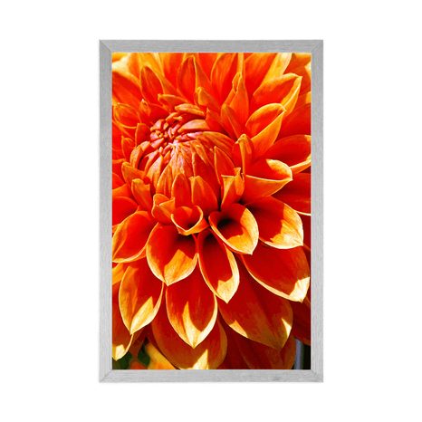 PLAGÁT ORANŽOVÁ DÁLIA - KVETY - PLAGÁTY