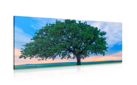 CANVAS PRINT LONELY OAK - PICTURES OF NATURE AND LANDSCAPE - PICTURES