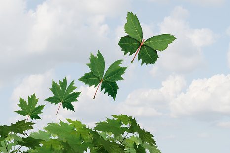 SAMOLEPÍCÍ TAPETA LISTY VE VĚTRU - SAMOLEPÍCÍ TAPETY - TAPETY