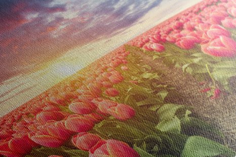 WANDBILD SONNENAUFGANG ÜBER DER WIESE MIT TULPEN - BILDER BLUMEN - BILDER