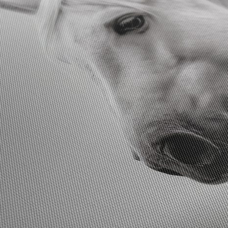 WANDBILD MAJESTÄTISCHES WEISSES PFERD - BILDER VON PFERDEN - BILDER