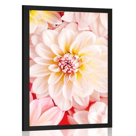 POSTER PASTEL DAHLIA FLOWERS - FLOWERS - POSTERS