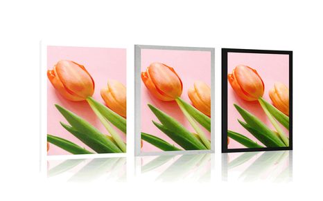 PLAKÁT TULIPÁN - KVĚTINY - PLAKÁTY