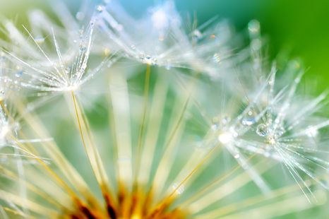 WANDBILD SCHÖNES DETAIL DES LÖWENZAHNS - BILDER BLUMEN - BILDER