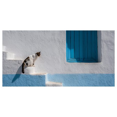 OBRAZ KLIDNÁ KOČKA U OKNA - OBRAZY KOČKY - OBRAZY