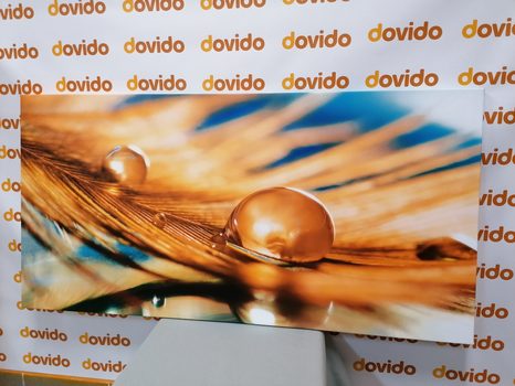 WANDBILD WASSERTROPFEN AUF GOLDENER FEDER - STILLLEBEN-BILDER - BILDER