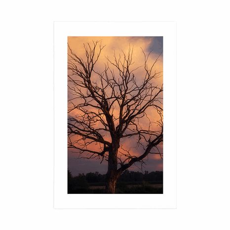 PLAKAT S PASPARTUOM PREKRASNO STABLO NA LIVADI - PRIRODA - PLAKATI