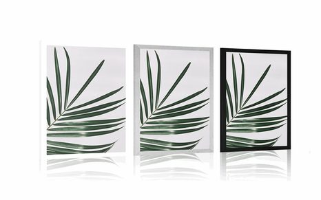 PLAKAT PIĘKNY LIŚĆ PALMOWY - MARTWA NATURA - PLAKATY