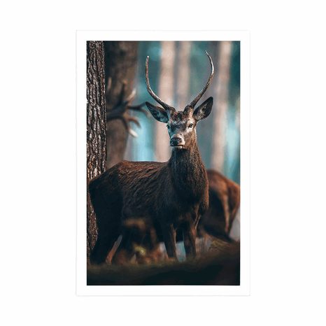 PLAGÁT JELEŇ V LESE - ZVIERATÁ - PLAGÁTY