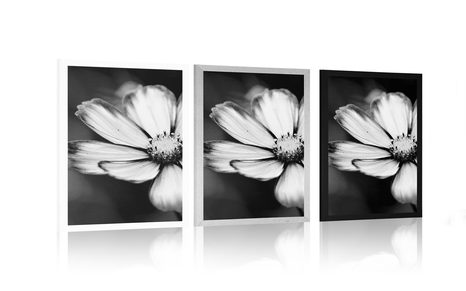 POSTER GARTENBLUME SCHMUCKKÖRBCHEN IN SCHWARZ-WEISS - SCHWARZ-WEISS - POSTER