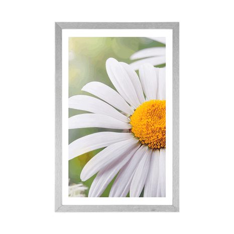 PLAKÁT S PASPARTOU KVĚTINY KOPRETINY - KVĚTINY - PLAKÁTY