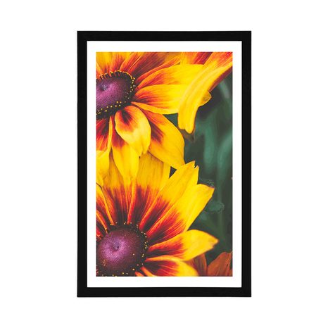 POSTER – FIORI BICOLORI ATTRAENTI - FIORI - POSTER