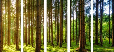 5-RÉSZES KÉP REGGEL AZ ERDŐBEN - TERMÉSZET- ÉS TÁJKÉPEK - KÉPEK