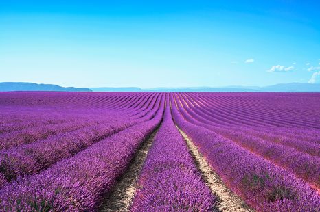 CARTA DA PARATI – CAMPO DI LAVANDA INFINITO - CARTA DA PARATI NATURA - CARTA DA PARATI