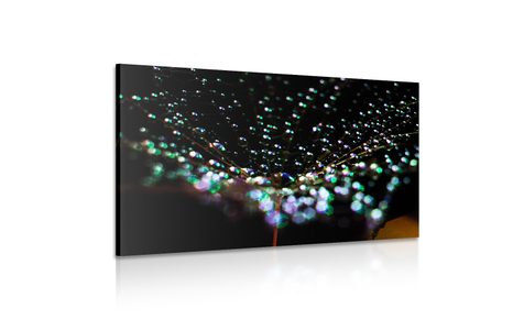 SLIKA KAPLJICE VODE NA REGRATOVI LUČKI - SLIKE ROŽ - SLIKE