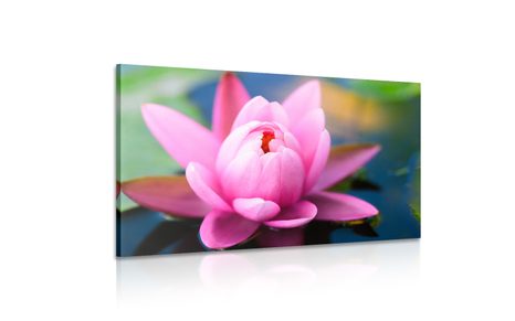 WANDBILD SCHÖNE ROSA BLUME AUF DEM SEE - BILDER BLUMEN - BILDER