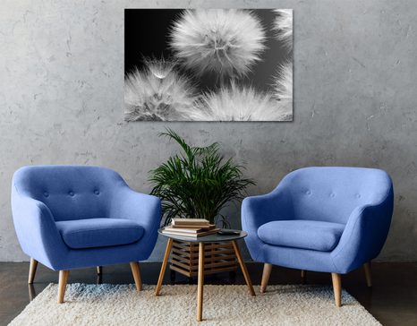 OBRAZ CZARNO-BIAŁY MNISZEK LEKARSKI - OBRAZY CZARNO-BIAŁE - OBRAZY