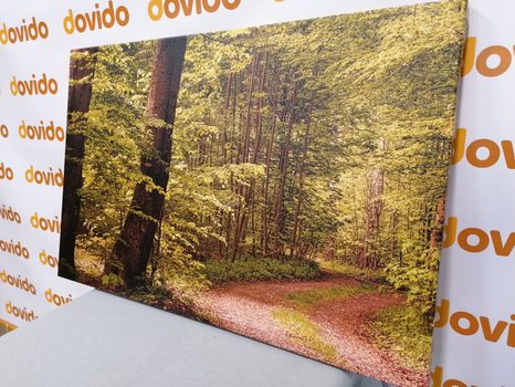 ΕΙΚΌΝΑ ΠΡΆΣΙΝΟ ΔΆΣΟΣ - ΠΊΝΑΚΕΣ ΦΎΣΗΣ ΚΑΙ ΤΟΠΊΟΥ - ΠΊΝΑΚΕΣ