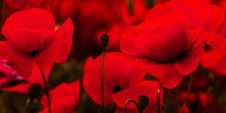 OBRAZ KRÁSNÉ POLE VLČÍCH MÁKŮ - OBRAZY KVĚTŮ - OBRAZY