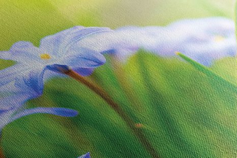 OBRAZ KWIATY NA ŁĄCE WIOSNĄ - OBRAZY KWIATÓW - OBRAZY