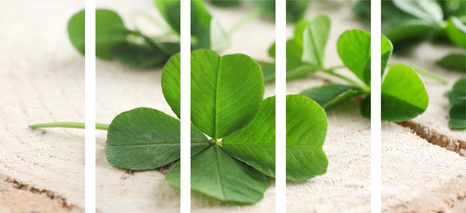 5-DÍLNÝ OBRAZ ZELENÉ ČTYŘLÍSTKY - OBRAZY ZÁTIŠÍ - OBRAZY