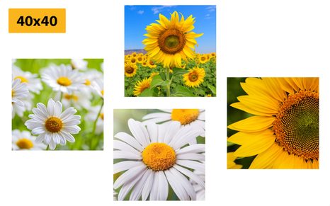 SET DI QUADRI – SPLENDIDI FIORI NEL PRATO - COLLEZIONI DI QUADRI - STAMPE E QUADRI